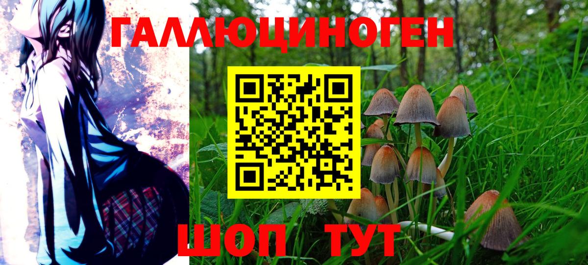 Галлюциногенные грибы Psilocybe Петропавловск-Камчатский